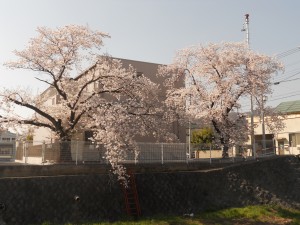 DSCN3179