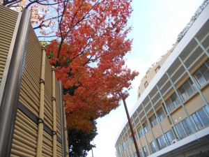 DSCN4040