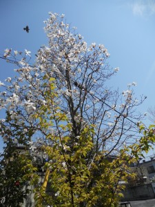 DSCN5712