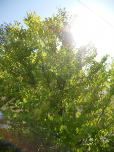 DSCN7550