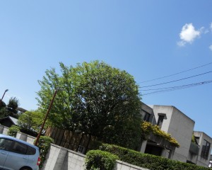 DSCN7551